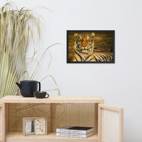 Amur Tiger Framed Print