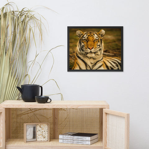 Amur Tiger Framed Print